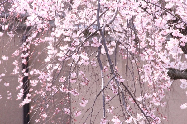6395-15.3.31祇園しだれ桜　中心一部枝の蕾アップ.jpg